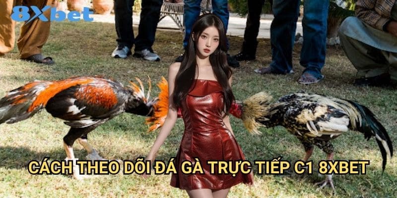 Đá gà trực tiếp C1 8xbet chất lượng cao cấp 3 Cách theo dõi đá gà trực tiếp C1 8xbet