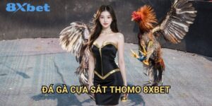 Đá gà cựa sắt Thomo 8xbet đầy mạnh mẽ