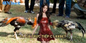Đá gà trực tiếp C1 8xbet chất lượng cao cấp