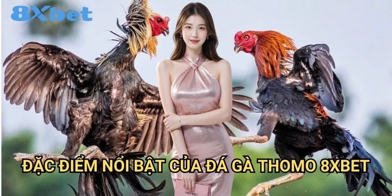 Đá gà Thomo 8xbet trực tiếp từ trường gà 2 Đặc điểm nổi bật của đá gà Thomo 8xbet