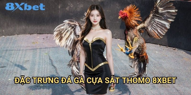 Đá gà cựa sắt Thomo 8xbet đầy mạnh mẽ 2 Đặc trưng đá gà cựa sắt Thomo 8xbet