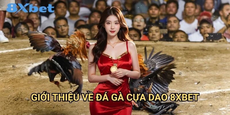 Đá gà cựa dao 8xbet kịch tính và hấp dẫn 2 Giới thiệu về đá gà cựa dao 8xbet