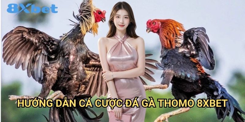 Đá gà Thomo 8xbet trực tiếp từ trường gà 3 Hướng dẫn cá cược đá gà Thomo 8xbet