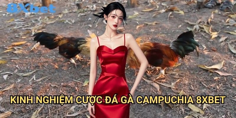 Đá gà Campuchia 8xbet hấp dẫn và kịch tính 3 Kinh nghiệm cược đá gà Campuchia 8xbet