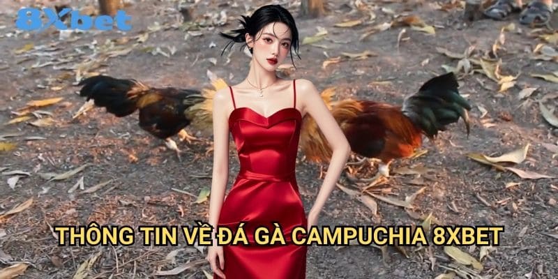 Đá gà Campuchia 8xbet hấp dẫn và kịch tính 2 Thông tin về đá gà Campuchia 8xbet